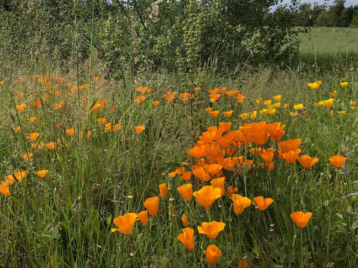 fleurs orange